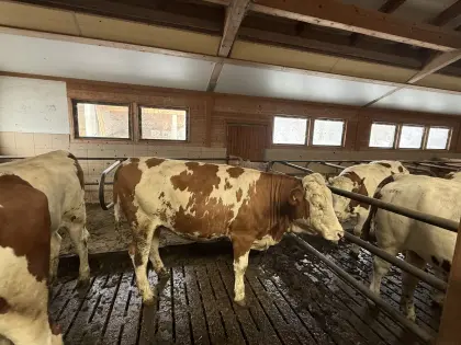 Verkaufe Fleckviehkalbinnen