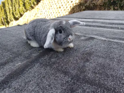 Zwergkaninchen Babys