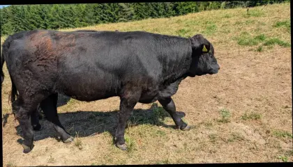 Galloway Kalbinnen und Stiere