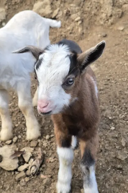 Steirerscheck Ziegen Kitze und Mischlinge