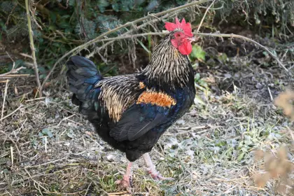 Verkaufe Zwerg-Gockelhahn