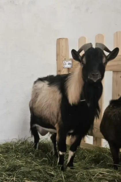 Zwergziegenbock (kastriert)