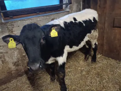 Original Pinzgauer Bio Zucht Stierkalb