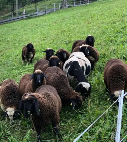 Suche das ganze Jahr Lämmer und Altschafe