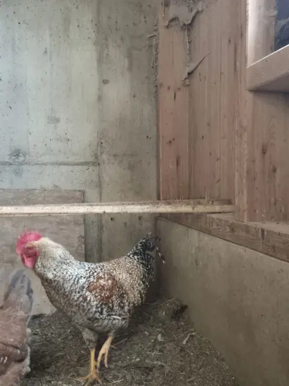 Bielefelder Kennhuhn Hahn