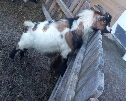 Tausche oder verkaufe Mini-Zwergziegenbock