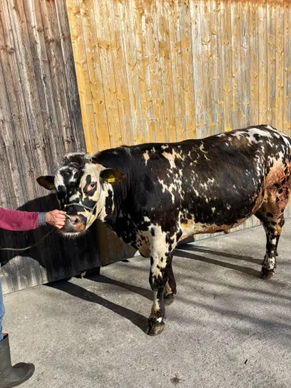 Normande Stier gekört