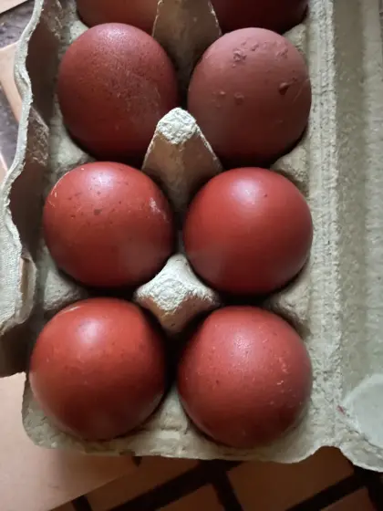 Bruteier Marans