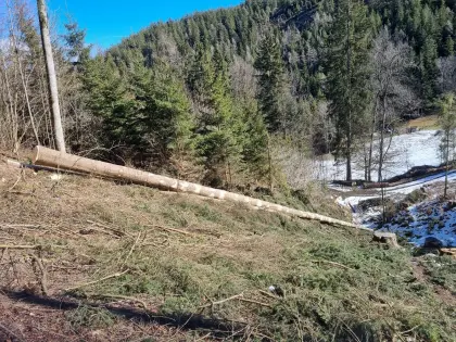 Forstservice Breitegger Rene