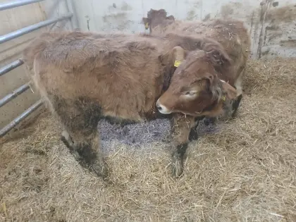 Bio Murbodner Kalbin