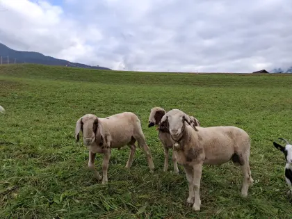 3 gescheckte Bergschafwidder