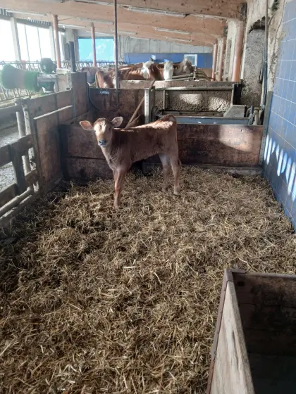 Bio Stierkalb