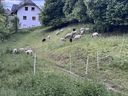 Mutterschafe und Lämmer