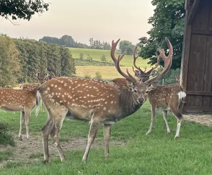 Sikawild, Sikahirsch Dybowski, Sika, Hirsch