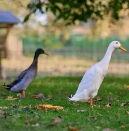 Bruteier von Laufenten