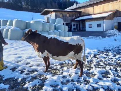 Pinzgauer Kuh trächtig