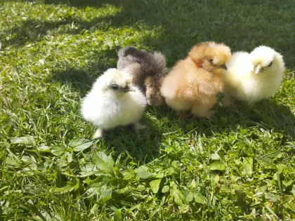 Seidenhuhn-Küken und Bruteier