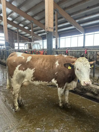 Verkaufe 2 BIO/ZZU-Fleckviehkühe