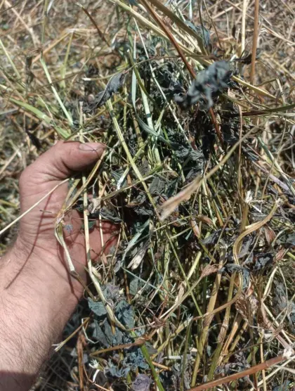 Bio-Klee-Heu, Waldviertel