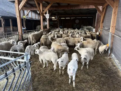 Kärntner Brillenschaf Mutterschafe