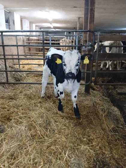 Pustertaler Sprinzen Stier