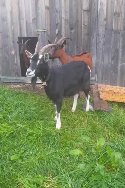 Bündner Strahlenziege HB