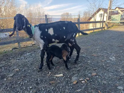 Herdbuch Anglo Nubier Mondschecke mit Nachwuchs