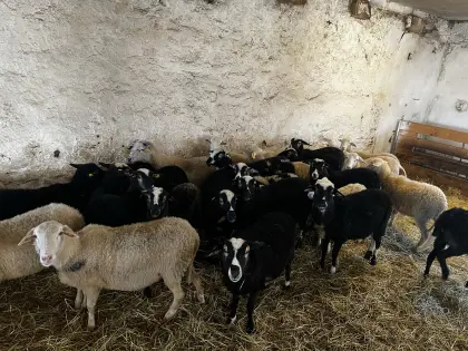 Krainer Steinschaf Jungschafe