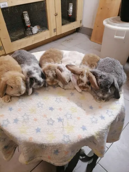 Zwergkaninchen Zwergwidder