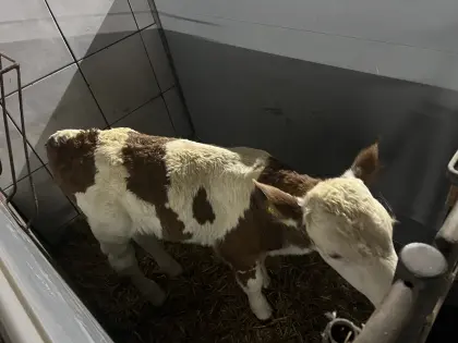 FL Zwillingskälber M/W