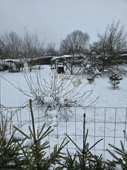Gänseeier aus weißer Landgans und Graugans gemischt