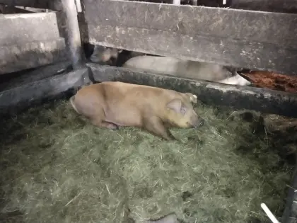 Schlachtschweine