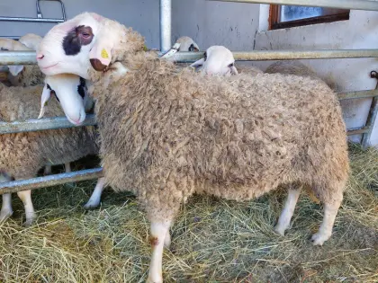 Brillenschaf Widder
