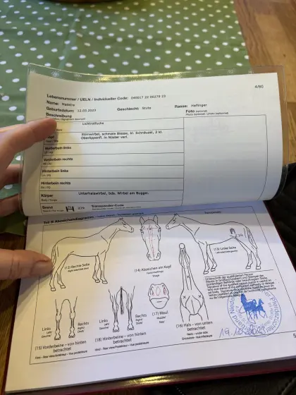 Verkaufe fast 3-jährige Haflinger Stute Madeira