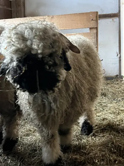 Extrem braver Walliserwidder zu verkaufen