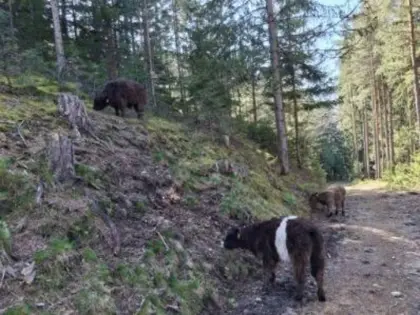 Galloway Kälber und Stierkälber