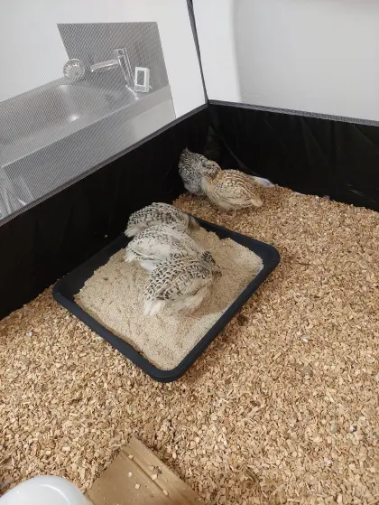 Wachtelhähne Perlfee