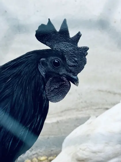 Ayam Cemani Bruteier