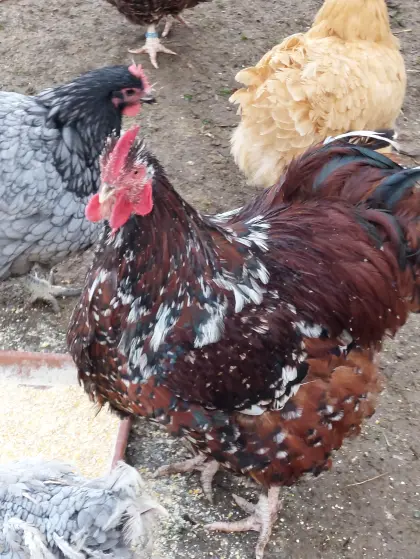 Orpington Hähne zu vergeben