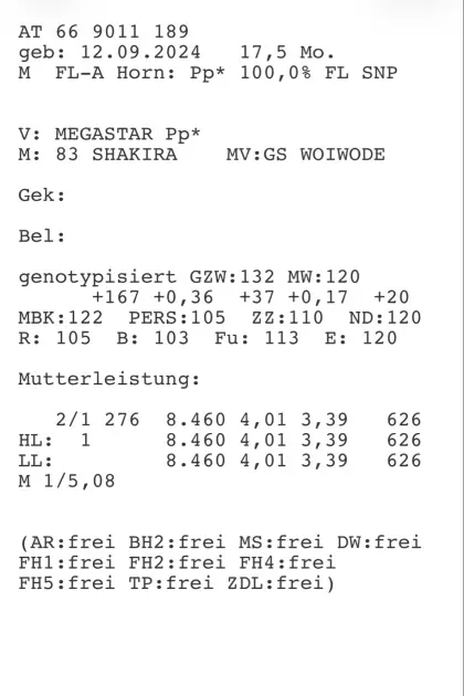 Top Fleckvieh-Zuchtstier zu verkaufen