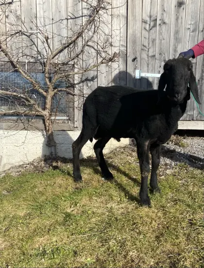 Schwarzer Bergschafwidder