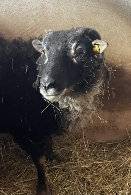 Kastrierter Shetland-Schafbock