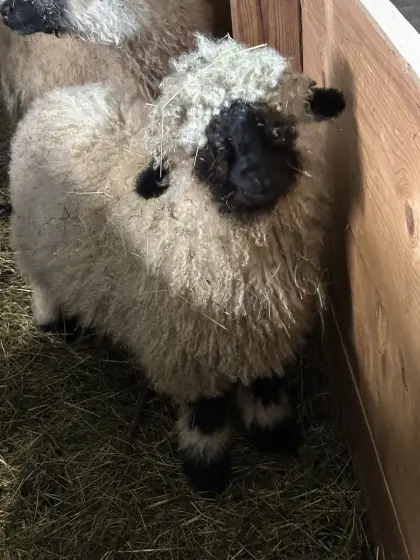 Verkaufe Walliser Schwarznasenschaf