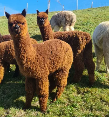 Alpaka Wallache, Zucht- und Hobbystuten, Jungtiere