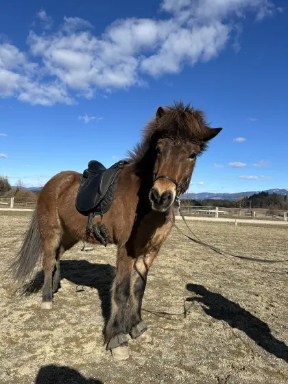 Reitbeteiligung zu vergeben