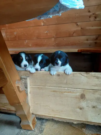 Border Collie Welpen zu verkaufen