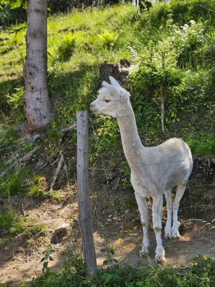 Alpaka Hengst