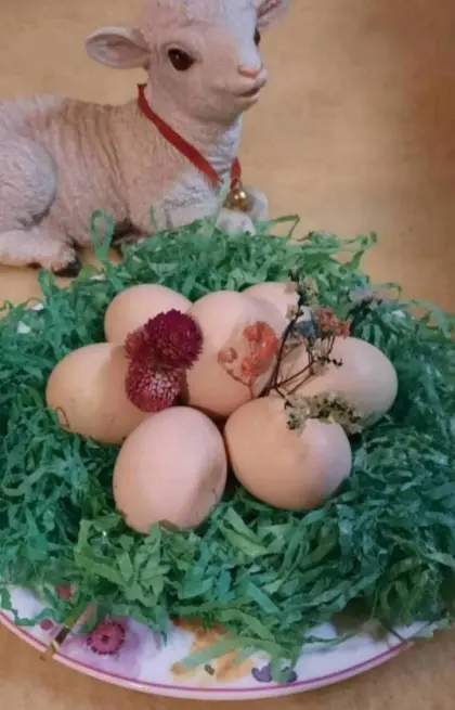 Zwergseidenhühner Bruteier