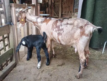 100% Anglo Nubier Mondschecke mit weibl. Kitz