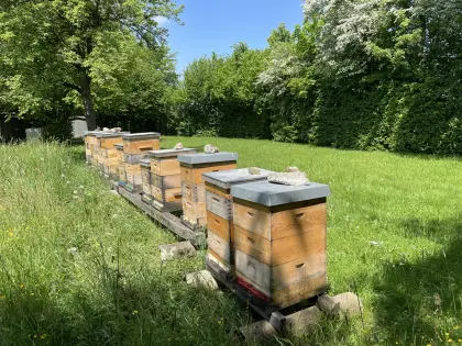 Bio Bienenvölker Zander Flachzarge